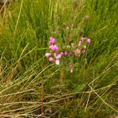 Comesperma retusum (Mountain Milkwort) at Cotter River, ACT - 1 Jan 2021 by Jubeyjubes