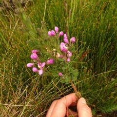 Comesperma retusum at Cotter River, ACT - 1 Jan 2021