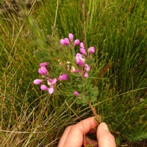 Comesperma retusum at Cotter River, ACT - 1 Jan 2021 04:06 PM