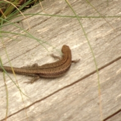 Unidentified Skink at Namadgi National Park - 1 Jan 2021 by Jubeyjubes