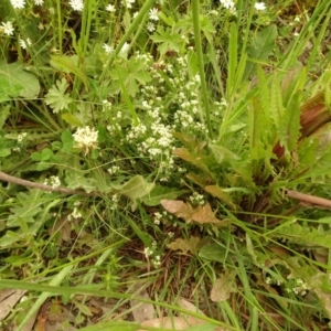 Asperula gunnii at Cotter River, ACT - 1 Jan 2021 04:15 PM