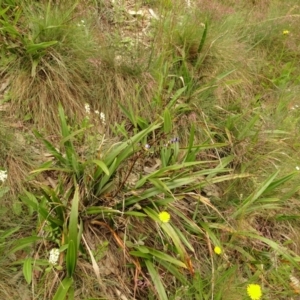 Dianella tasmanica at Cotter River, ACT - 1 Jan 2021 04:19 PM