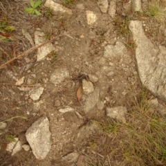 Unverified Skink at Namadgi National Park - 1 Jan 2021 by Jubeyjubes