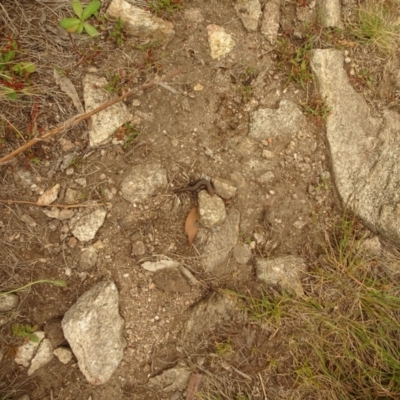 Unverified Skink at Namadgi National Park - 1 Jan 2021 by Jubeyjubes