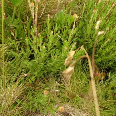 Leptorhynchos squamatus subsp. alpinus (Scaly Buttons) at Cotter River, ACT - 1 Jan 2021 by Jubeyjubes