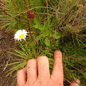 Brachyscome scapigera at Cotter River, ACT - 1 Jan 2021 04:34 PM