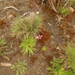 Stylidium (genus) (Trigger Plant) at Cotter River, ACT - 1 Jan 2021 by Jubeyjubes