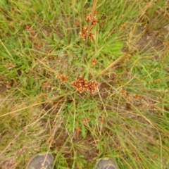 Juncus (genus) (A Rush) at Cotter River, ACT - 1 Jan 2021 by Jubeyjubes