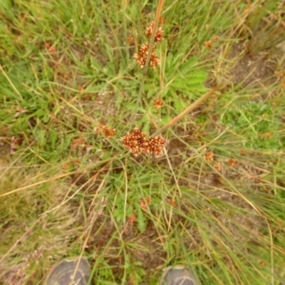 Juncus (genus) (A Rush) at Cotter River, ACT - 1 Jan 2021 by Jubeyjubes