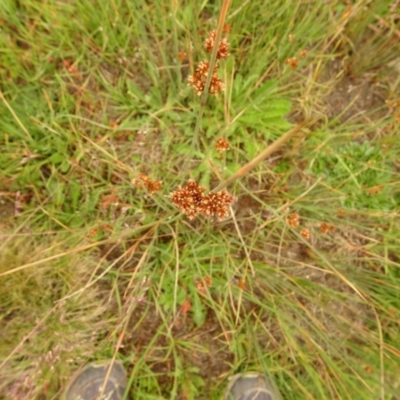 Juncus sp. (A Rush) at Cotter River, ACT - 1 Jan 2021 by Jubeyjubes