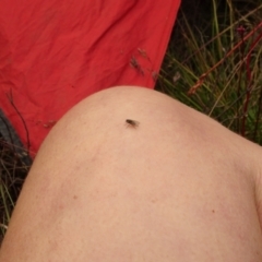 Helina sp. (genus) (Muscid fly) at Namadgi National Park - 1 Jan 2021 by Jubeyjubes
