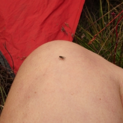 Helina sp. (genus) (Muscid fly) at Namadgi National Park - 1 Jan 2021 by Jubeyjubes