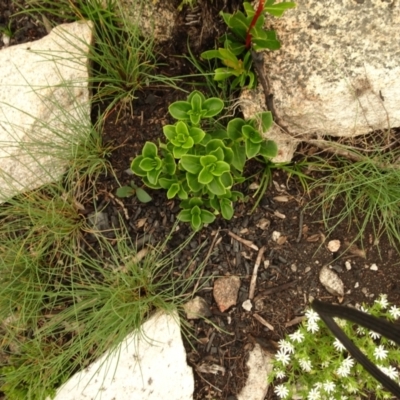 Unverified Other Shrub at Namadgi National Park - 1 Jan 2021 by Jubeyjubes
