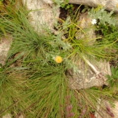 Coronidium monticola (Mountain Button Everlasting) at Cotter River, ACT - 1 Jan 2021 by Jubeyjubes