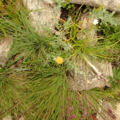 Coronidium monticola (Mountain Button Everlasting) at Cotter River, ACT - 1 Jan 2021 by Jubeyjubes