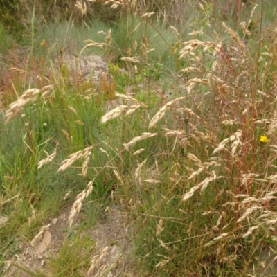 Bromus (genus) (A Brome) at Cotter River, ACT - 1 Jan 2021 by Jubeyjubes
