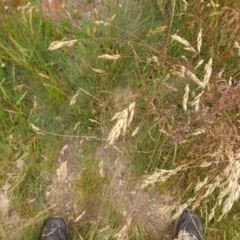 Bromus sp. at Cotter River, ACT - 1 Jan 2021 07:29 PM