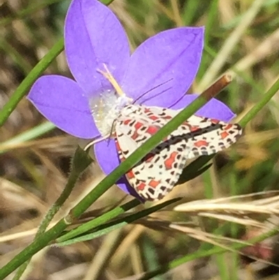 Utetheisa (genus) (A tiger moth) at Point 4526 - 20 Dec 2020 by Jubeyjubes