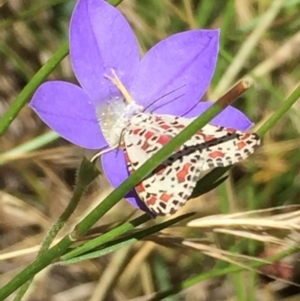 Utetheisa (genus) at Holt, ACT - 20 Dec 2020