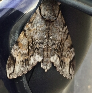 Psilogramma casuarinae at Aranda, ACT - 23 Dec 2020