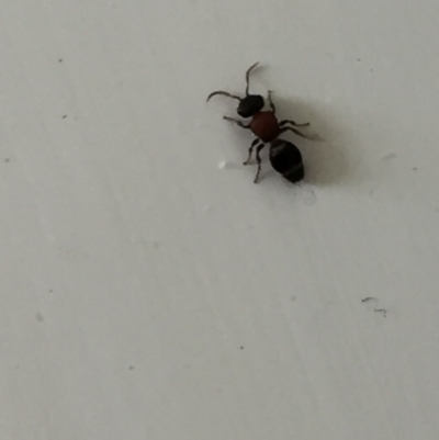 Ephutomorpha sp. (genus) (Mutillid wasp or Velvet ant) at Aranda, ACT - 25 Nov 2020 by Jubeyjubes