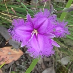 Thysanotus tuberosus subsp. tuberosus (Common Fringe-lily) at Aranda Bushland - 30 Nov 2020 by Jubeyjubes