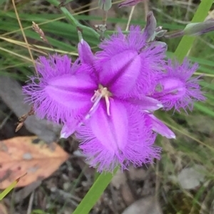 Thysanotus tuberosus subsp. tuberosus at Aranda, ACT - 30 Nov 2020