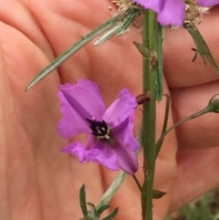 Arthropodium fimbriatum (Nodding Chocolate Lily) at Aranda Bushland - 30 Nov 2020 by Jubeyjubes