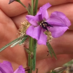 Arthropodium fimbriatum at Holt, ACT - 30 Nov 2020