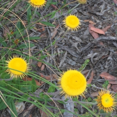 Coronidium oxylepis subsp. lanatum (Woolly Pointed Everlasting) at Aranda Bushland - 30 Nov 2020 by Jubeyjubes