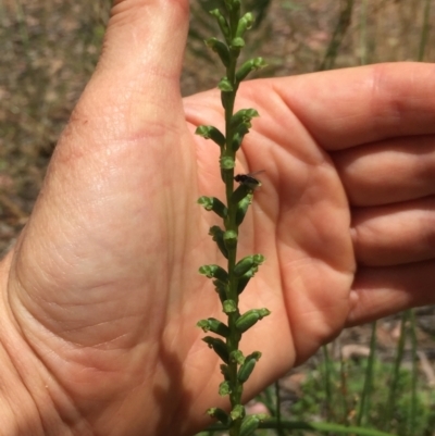 Microtis sp. (Onion Orchid) at Aranda Bushland - 30 Nov 2020 by Jubeyjubes