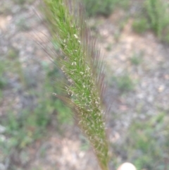 Dichelachne (genus) (Plume Grasses) at Holt, ACT - 30 Nov 2020 by Jubeyjubes