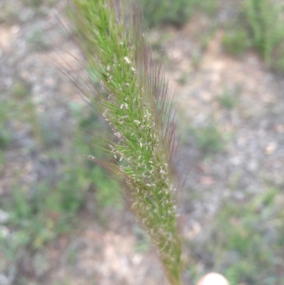 Dichelachne (genus) (Plume Grasses) at Holt, ACT - 30 Nov 2020 by Jubeyjubes