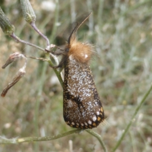 Epicoma contristis at Isaacs, ACT - 2 Jan 2021 01:45 PM