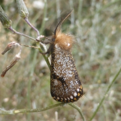 Epicoma contristis (Yellow-spotted Epicoma Moth) at Isaacs, ACT - 2 Jan 2021 by Mike