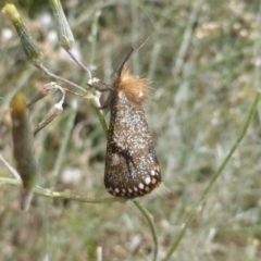 Epicoma contristis at Isaacs, ACT - 2 Jan 2021