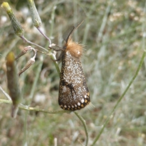 Epicoma contristis at Isaacs, ACT - 2 Jan 2021 01:45 PM