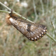 Epicoma contristis at Isaacs, ACT - 2 Jan 2021 01:45 PM