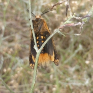 Epicoma contristis at Isaacs, ACT - 2 Jan 2021 01:45 PM