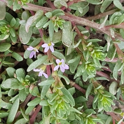 Lythrum hyssopifolia (Small Loosestrife) at Fraser, ACT - 2 Jan 2021 by tpreston