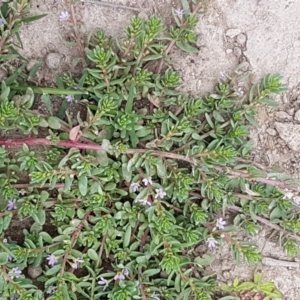 Lythrum hyssopifolia at Fraser, ACT - 2 Jan 2021 01:18 PM