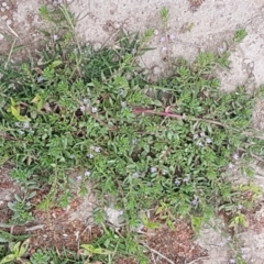 Lythrum hyssopifolia at Fraser, ACT - 2 Jan 2021