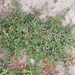 Lythrum hyssopifolia at Fraser, ACT - 2 Jan 2021 01:18 PM