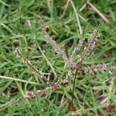 Cynodon dactylon (Couch Grass) at Fraser, ACT - 2 Jan 2021 by tpreston