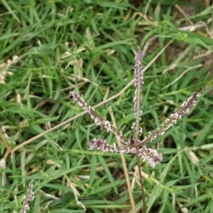 Cynodon dactylon at Fraser, ACT - 2 Jan 2021