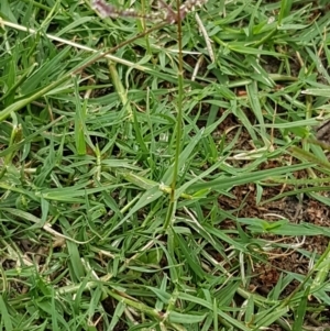 Cynodon dactylon at Fraser, ACT - 2 Jan 2021