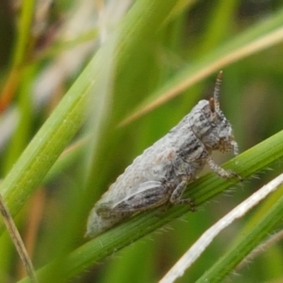 Peakesia hospita (Common Peakesia Grasshopper) at Dunlop Grasslands - 2 Jan 2021 by tpreston