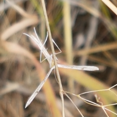 Platyptilia celidotus (Plume Moth) at Dunlop, ACT - 2 Jan 2021 by trevorpreston