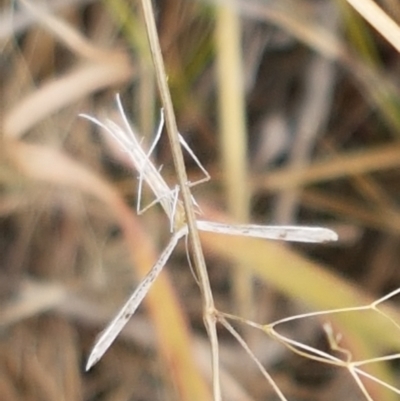 Platyptilia celidotus (Plume Moth) at Dunlop Grasslands - 2 Jan 2021 by tpreston