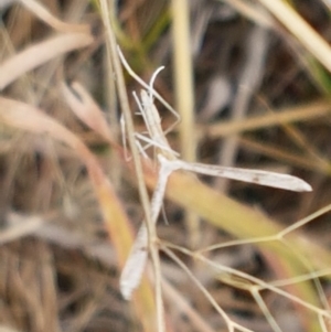 Platyptilia celidotus at Dunlop, ACT - 2 Jan 2021